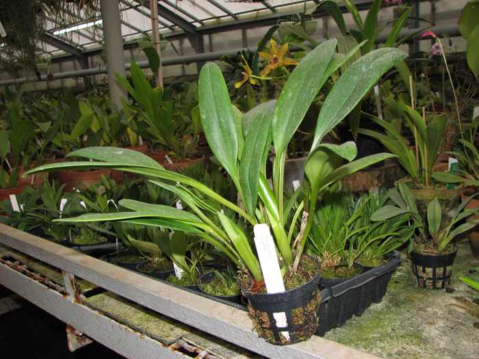 Masdevallia cerastes.jpg