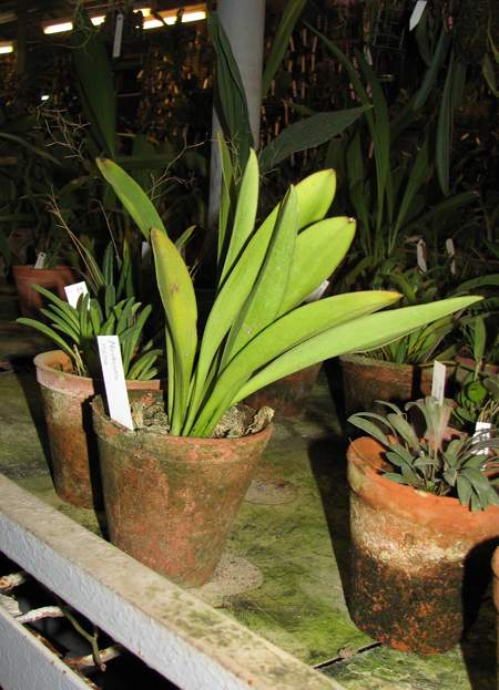 Masdevallia regina.jpg