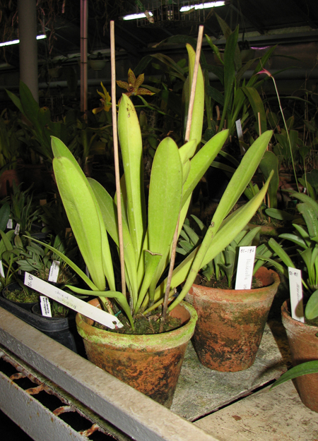 Masdevallia princeps.jpg