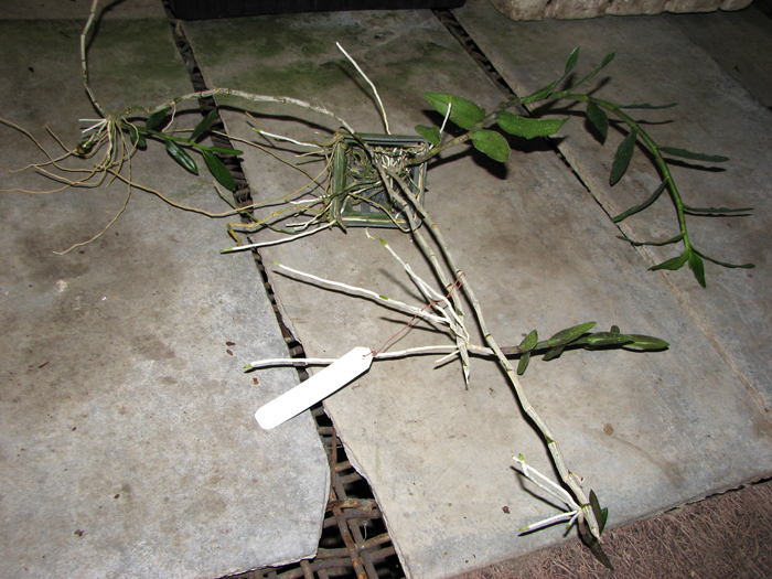 Dendrobium anosmum.jpg