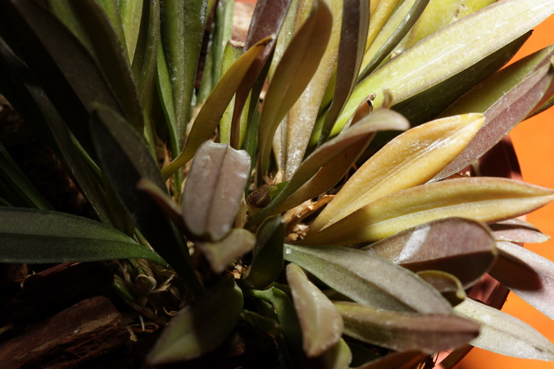 Бутон с другого ракурса