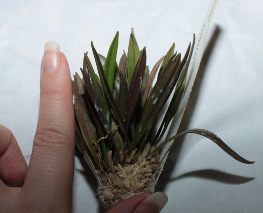 Мой палец на фото, чтоб размер заценить :)