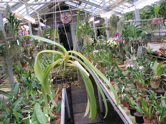 Phalaenopsis pantherina x lamelligera.jpg