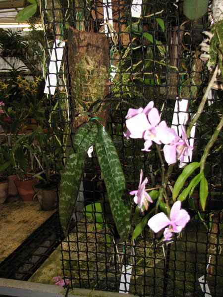 Phalaenopsis schilleriana.jpg
