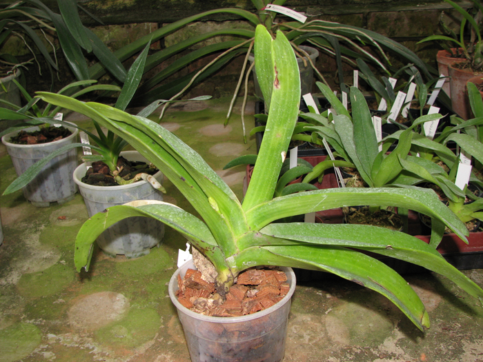 Rhynchostylis gigantea alba.jpg