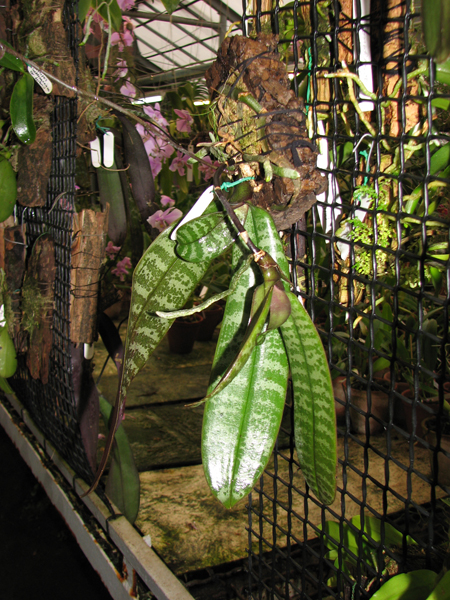 Phalaenopsis schilleriana.jpg