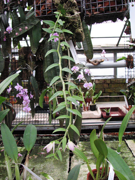 Dendrobium pierardii.jpg