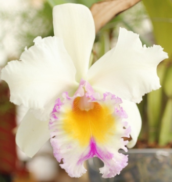 Элизабет Герп