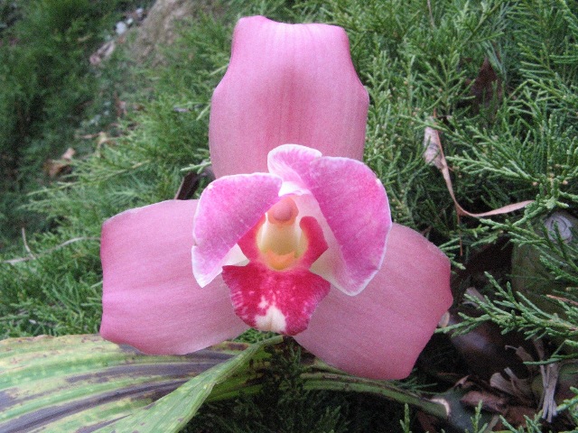 Lyc Shonsn Harmany x Lyc Aubum.JPG