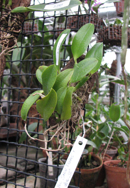 Laelia alaori alba 'Snow Flakes' x Laelia alaori alba 'SC'.jpg