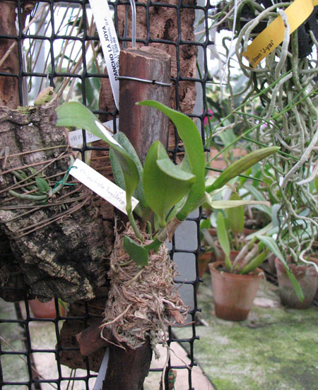 Cattleya araguaiensis x SELF.jpg