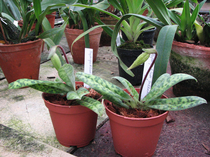 Paphiopedilum sukhakulii x sib.jpg