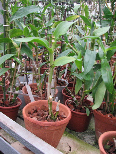 Dendrobium Kultana Fancy.jpg