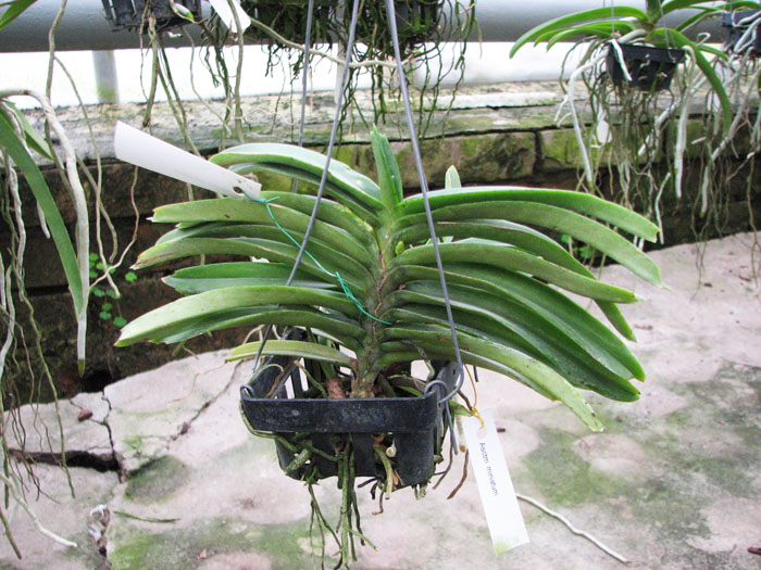 Ascocentrum miniatum.jpg