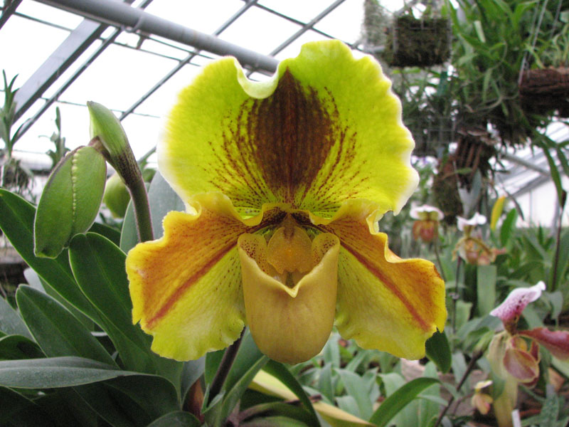 Paphiopedilum Lippewunder.jpg
