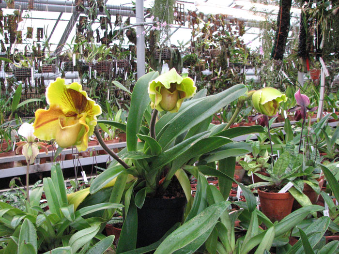 Paphiopedilum Lippewunder.jpg