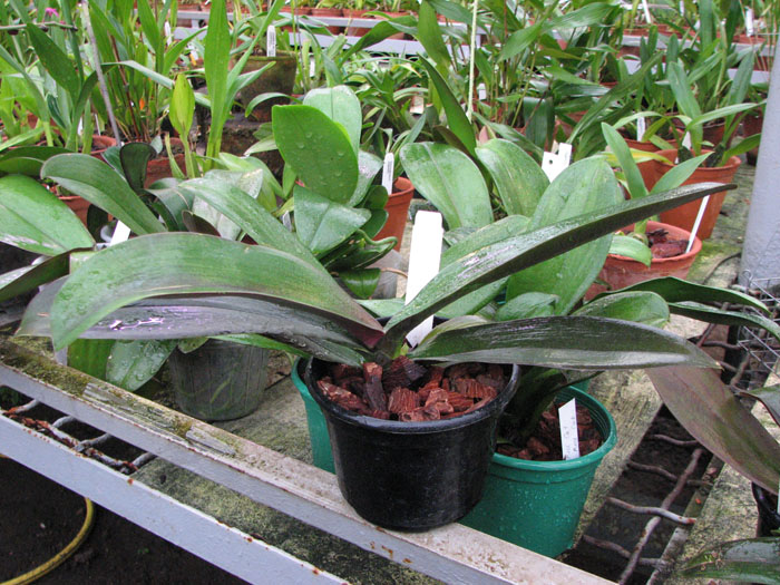 Doritaenopsis Tiny Honey.jpg