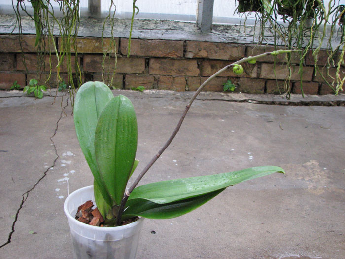 Doritaenopsis (Hsinying Mount 'BD' x Hsinying Downtown).jpg