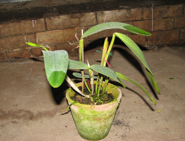 Cattleya Dominiana.jpg