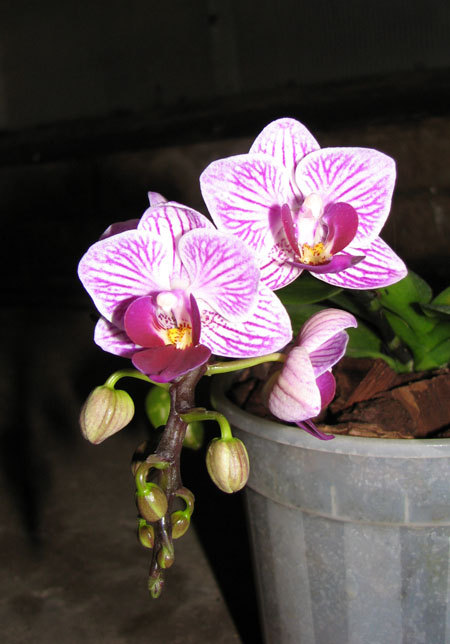 Doritaenopsis Sogo Vivien.jpg