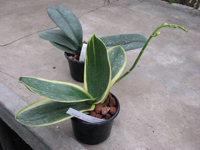 Phalaenopsis amabilis 'ORCHIS'.jpg