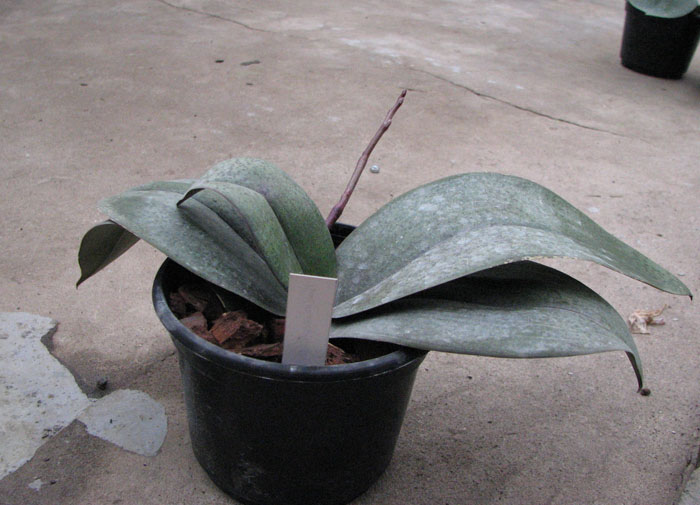 Phalaenopsis Rothschildiana.jpg