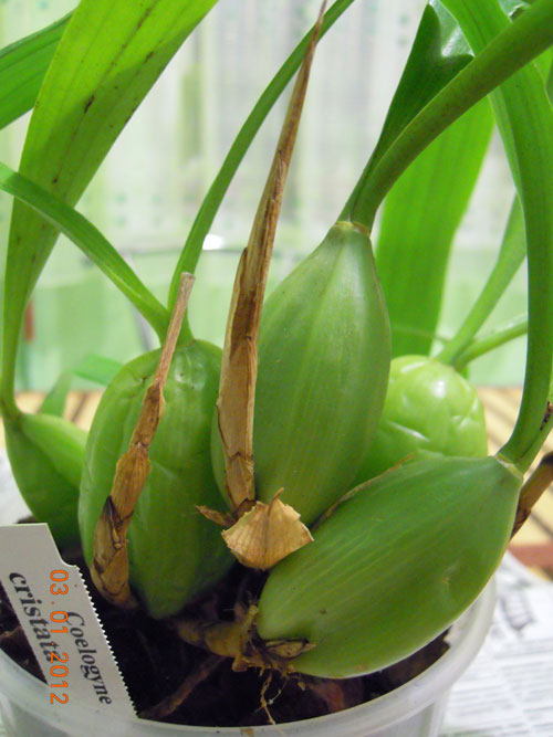 Вот такой ростик?