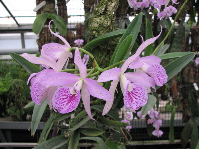 Brassocattleya Maikai 'Mayumi'.jpg