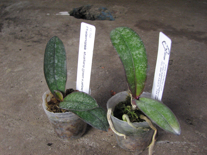 Phalaenopsis stuartiana (green x yellow).jpg