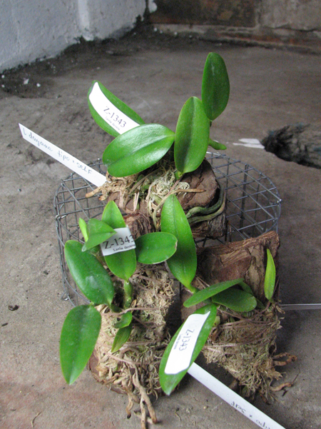 Laelia dayana tipo x self.jpg