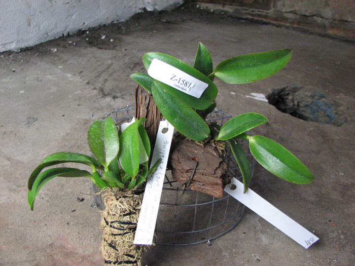 Laelia alaori escura x self.jpg