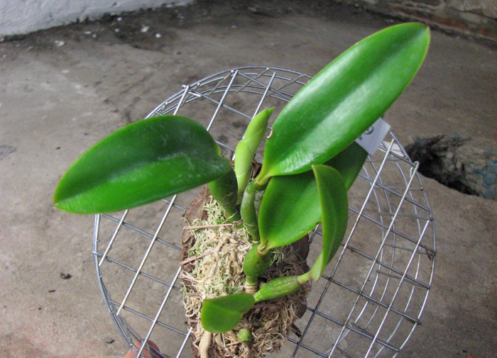 Laelia pumila amoena 'AWZ' х Laelia pumila alba 'HI'.jpg