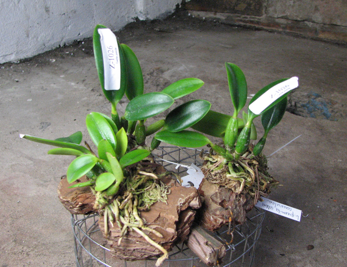 Laelia pumila alba 'HI' х Laelia pumila coerulea 'Violeta'.jpg