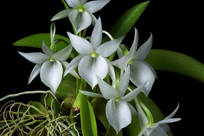 Angraecum leonis.jpg