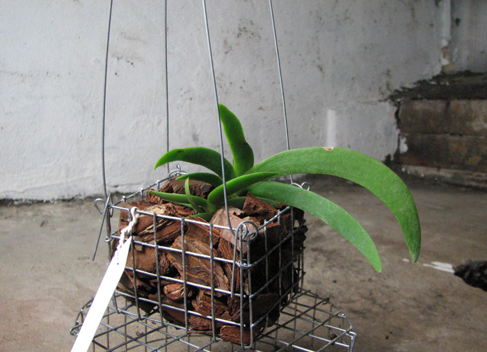 Angraecum leonis.jpg