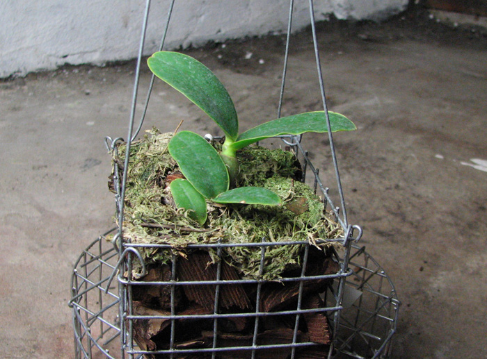 Cattleya nobilior amalie.jpg