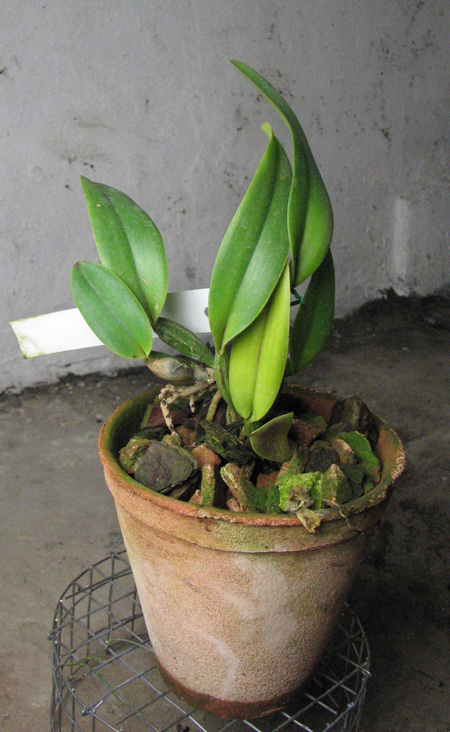 Cattleya lueddemanniana semi alba 'Meddelin' x Cattleya lueddemanniana semi alba 'Stanley'.jpg