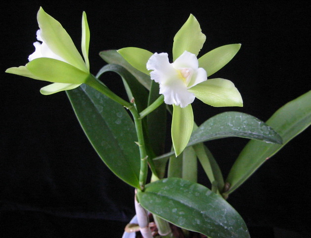 Cattleya Siam Jade