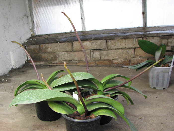 Doritaenopsis Ever Spring Pioneer 'ORCHIS'.jpg