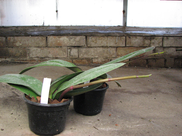 Doritaenopsis Leopard Prince 'Sogo'.jpg