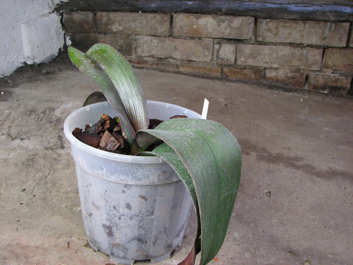 Doritaenopsis (Black Butterfly x Shih Hua Red Sun) 'Black Swan'.jpg