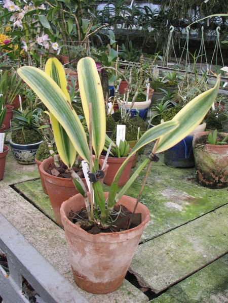 Cattleya Sedlescombe 'Variegated'.jpg