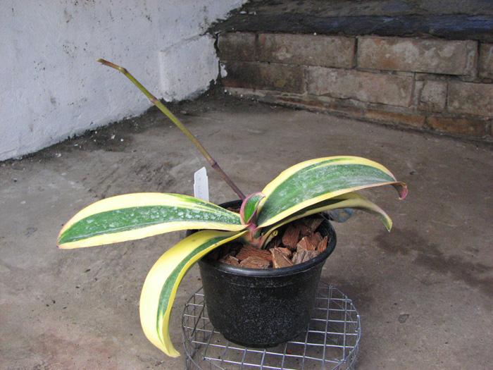 Phalaenopsis Matou Freed.jpg