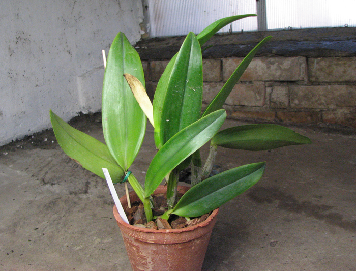 Laeliocattleya Blue Angel 'Executive'.jpg