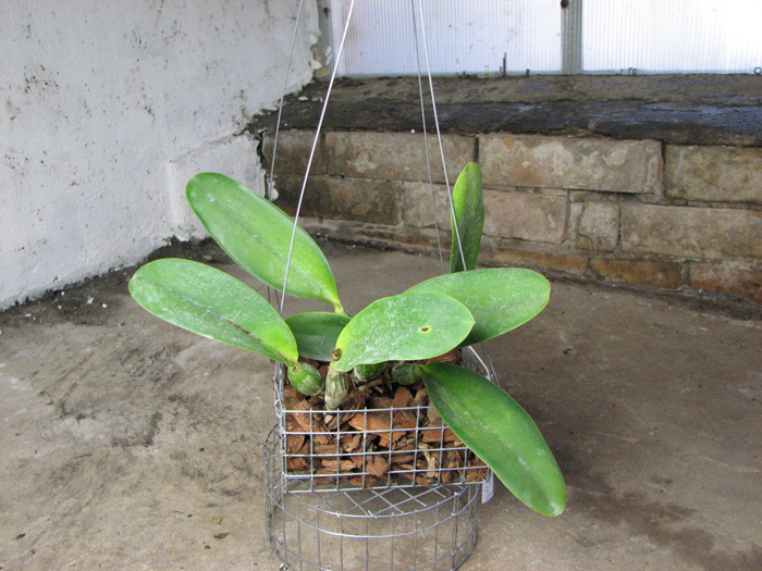 Laeliocattleya Aloha Case 'Ching Hua'.jpg