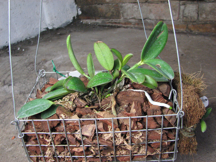 Cattlea aclandiae.jpg