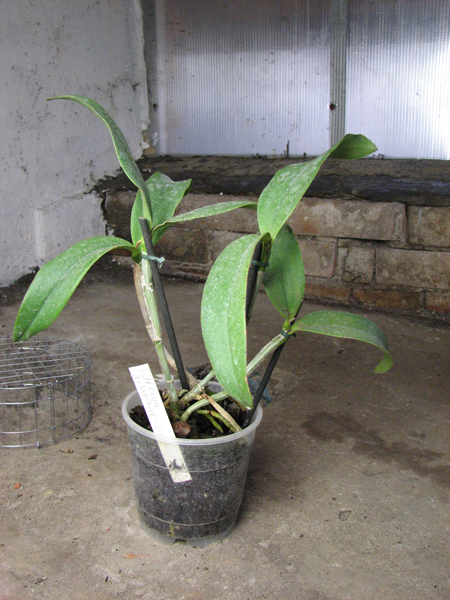 Cattlea aclandiae.jpg