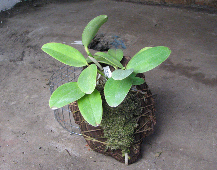 Cattlea aclandiae.jpg