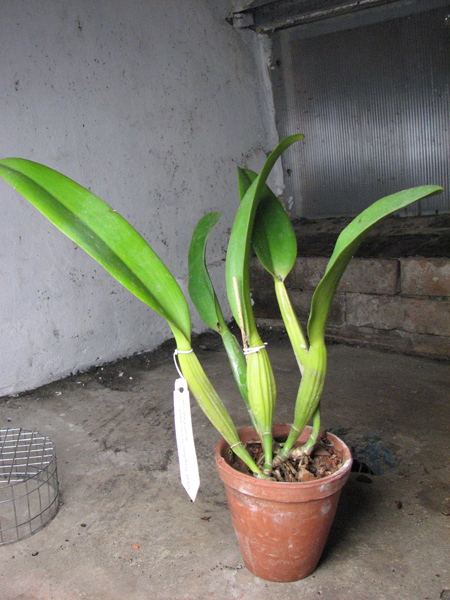 Laeliocattleya Orglade's Grand 'Yu Chang Beauty'.jpg