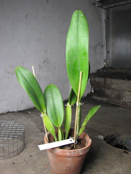 Potinara Mitsuo Akatsuka 'Volcano Queen'.jpg